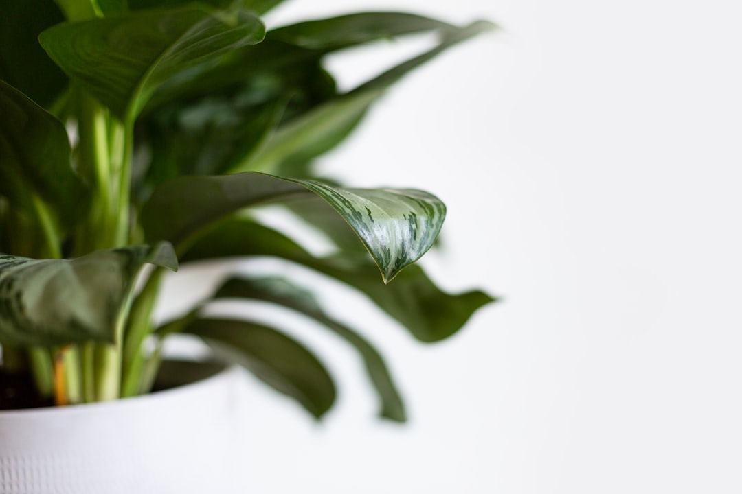 Unveiling the Beauty of Ficus Tineke: A Must-Have Houseplant